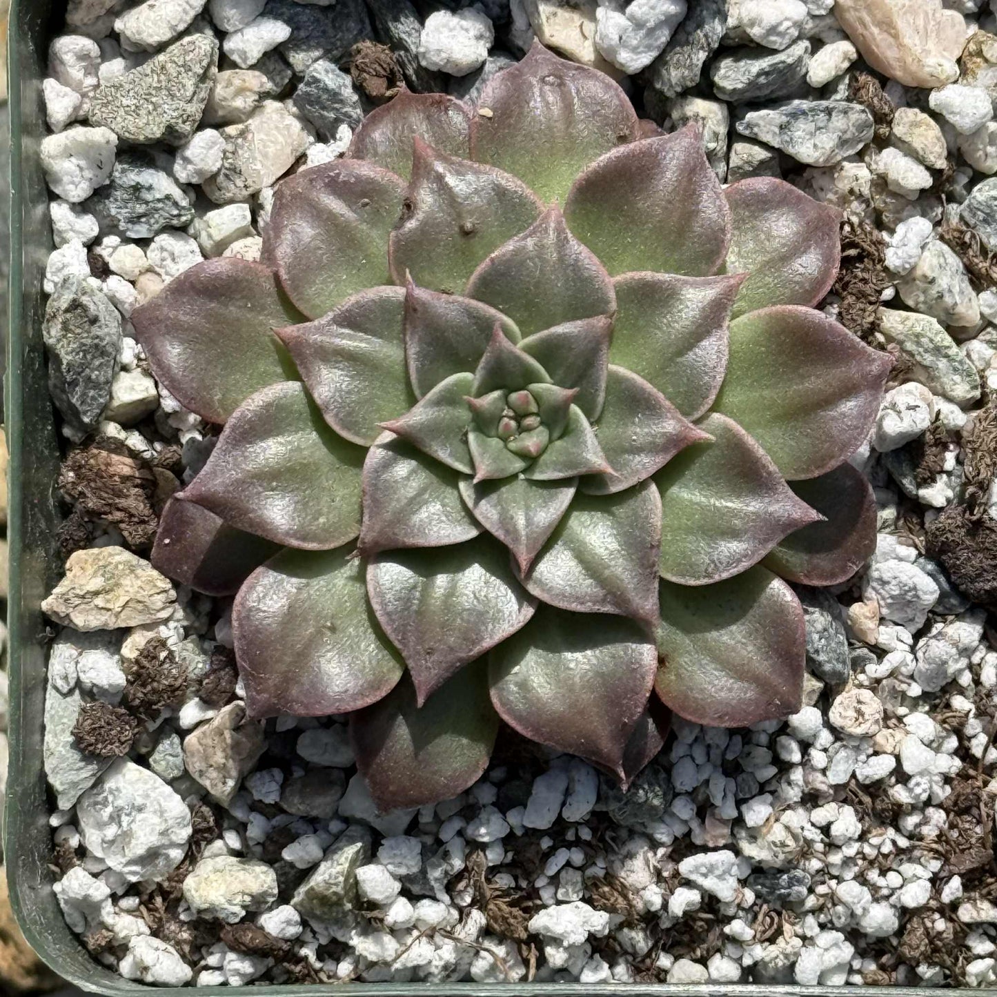 Graptopetalum bellum 'Chihuahua Flower' - 4 Inch - Succulent - DesertScapeSucculent