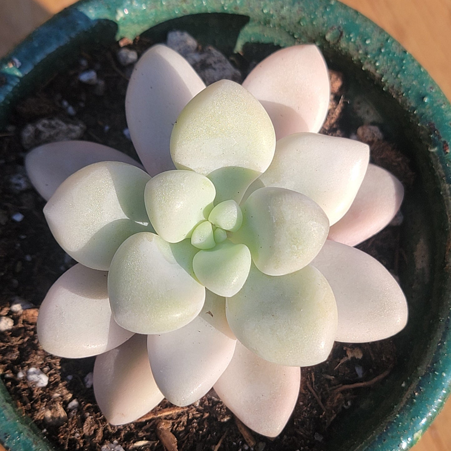 Graptopetalum 'Ellen' Variegated