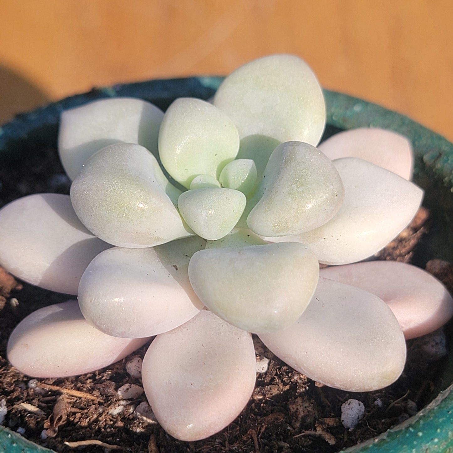 Graptopetalum 'Ellen' Variegated