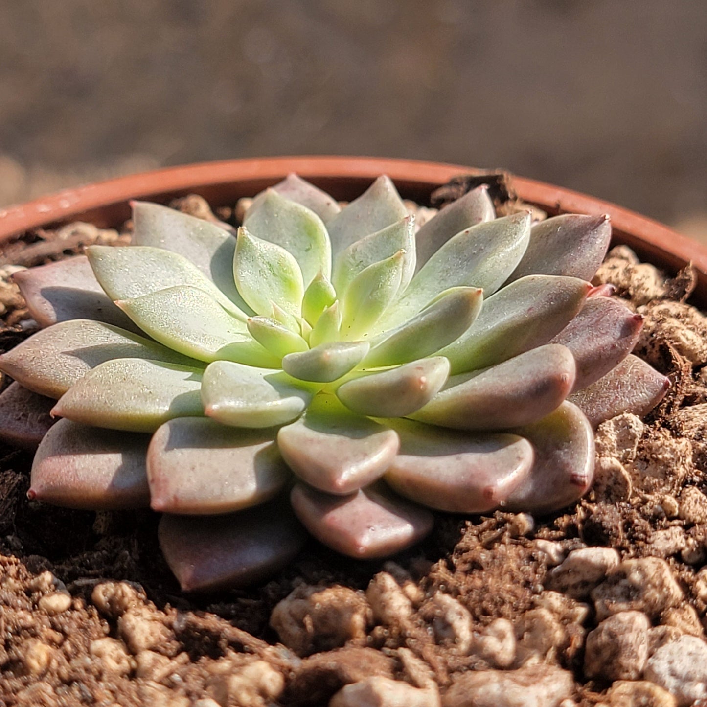 Graptopetalum 'Hermes'