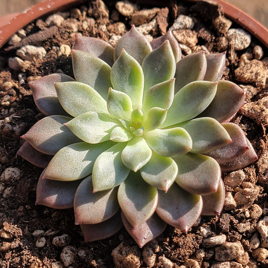 Graptopetalum 'Hermes'