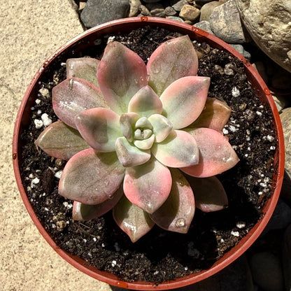 DesertScapeSucculent Succulent 4 Inch Graptopetalum 'Joker'
