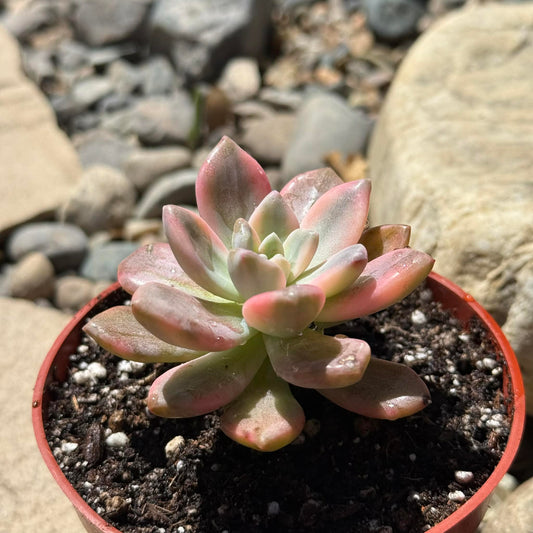 DesertScapeSucculent Succulent 4 Inch Graptopetalum 'Joker'