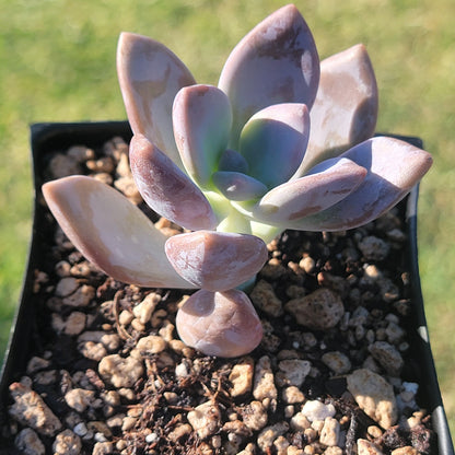 Graptopetalum 'Murasaki'