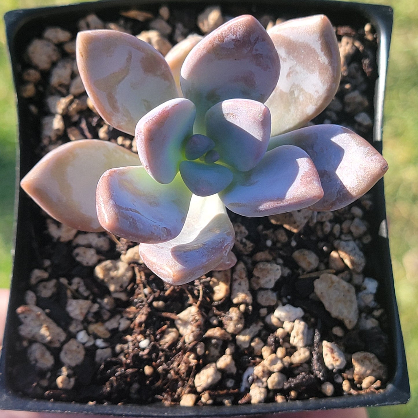 Graptopetalum 'Murasaki'