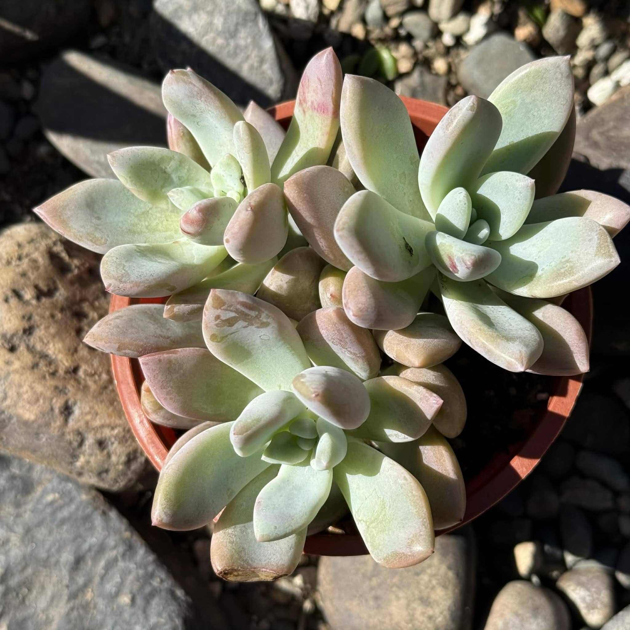 ghost succulent for sale Graptopetalum Paraguayense 'Ghost Plant'