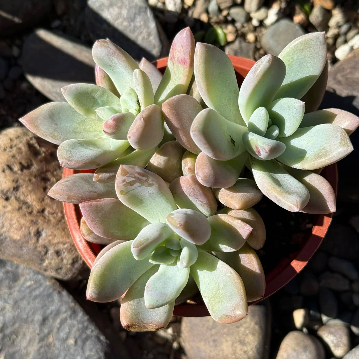 DesertScapeSucculent Succulent Graptopetalum Paraguayense 'Ghost Plant'