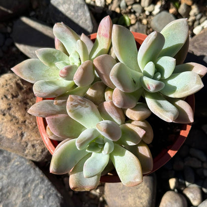 DesertScapeSucculent Succulent Graptopetalum Paraguayense 'Ghost Plant'