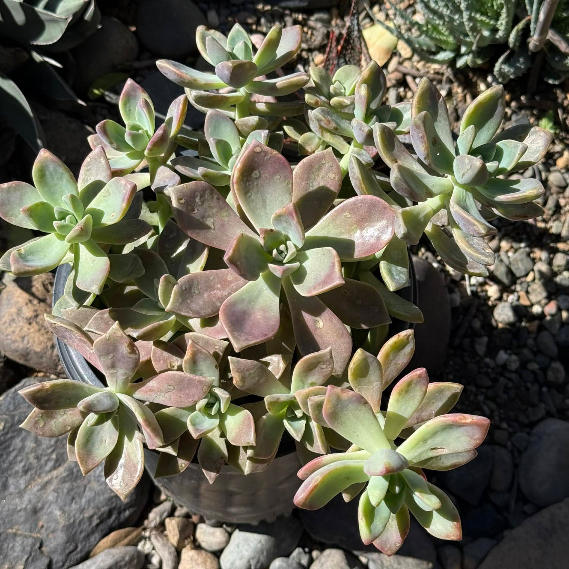 paraguayense succulent Graptopetalum Paraguayense 'Ghost Plant' – DesertScapeSucculent