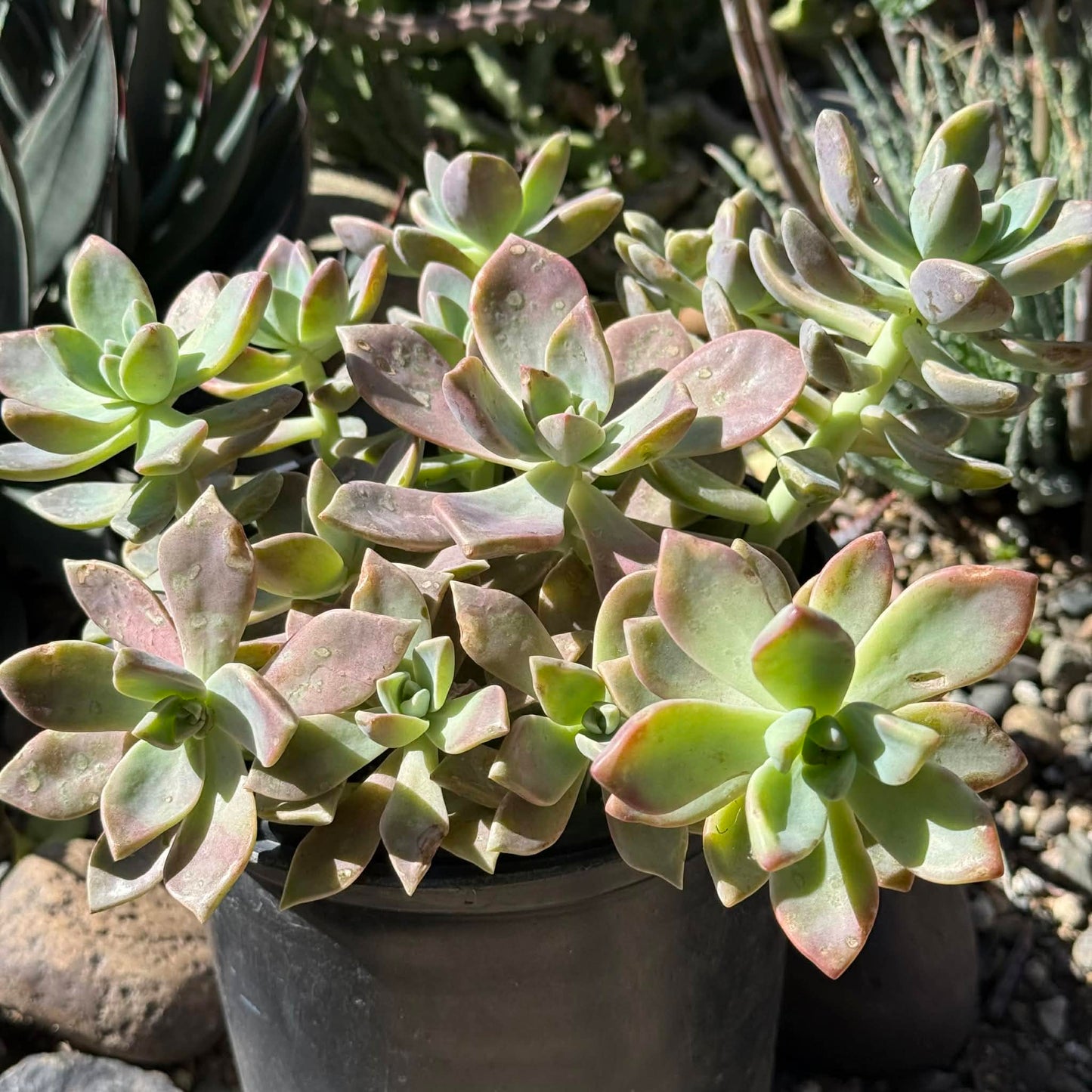 DesertScapeSucculent Succulent 1gal Assorted Graptopetalum Paraguayense 'Ghost Plant'