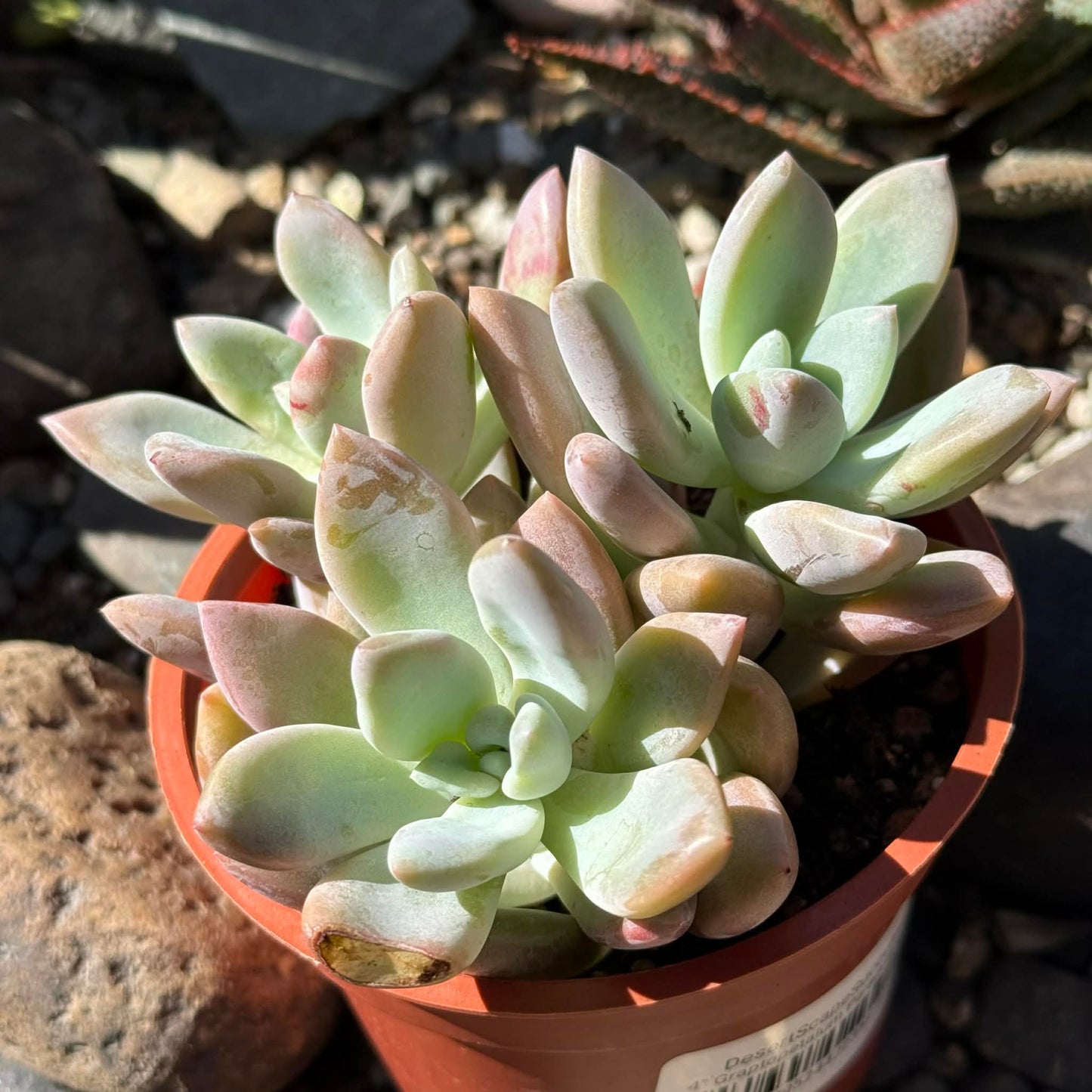 DesertScapeSucculent Succulent 4 Inch Assorted Graptopetalum Paraguayense 'Ghost Plant'