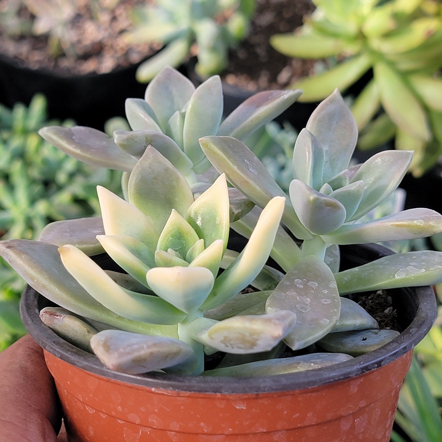 Graptopetalum Paraguayense 'Planta fantasma'