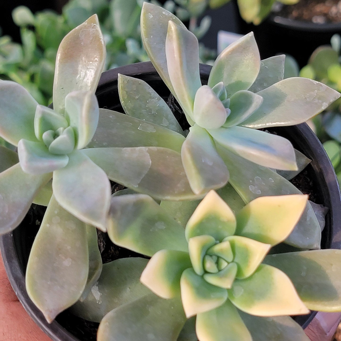 Graptopetalum Paraguayense 'Planta fantasma'