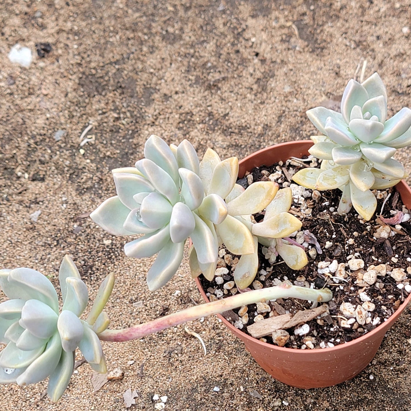 Graptopetalum Paraguayense 'Planta fantasma'