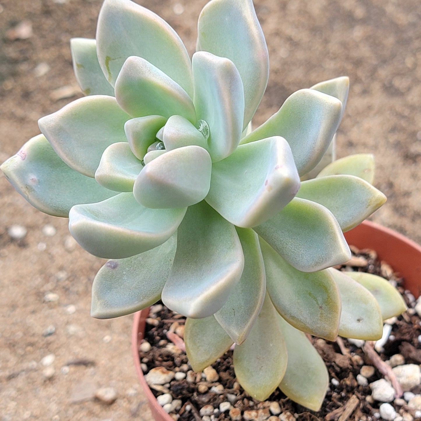 Graptopetalum Paraguayense 'Plante fantôme'