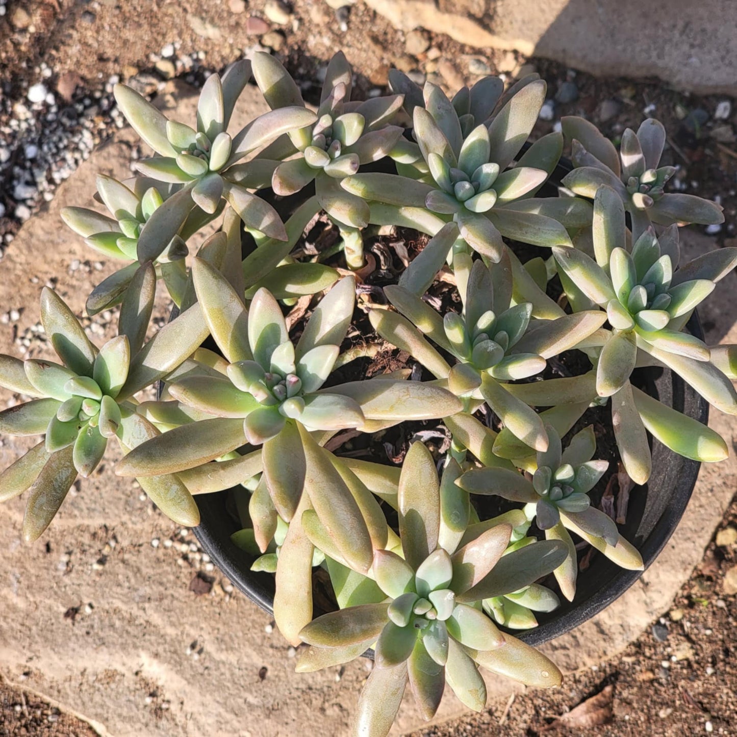 DesertScapeSucculent Succulent Graptopetalum Paraguayense 'Ghost Plant'