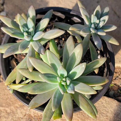 DesertScapeSucculent Succulent 6"/1gal Assorted Graptopetalum Paraguayense 'Ghost Plant'