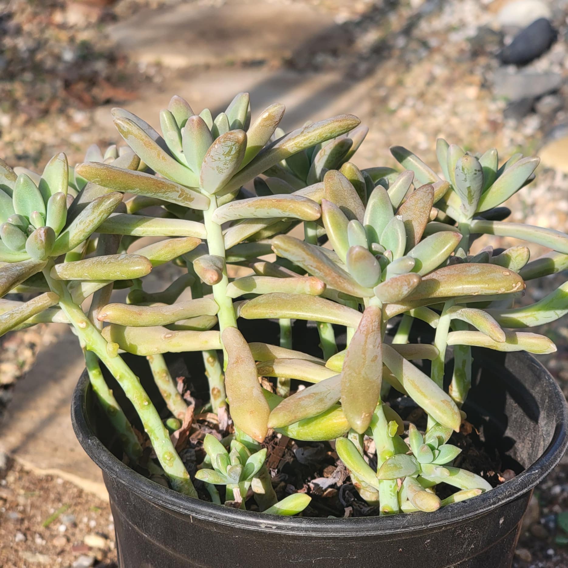 Graptopetalum Paraguayense 'Ghost Plant' - 1gal Assorted - Succulent - DesertScapeSucculent