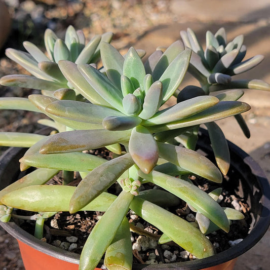 DesertScapeSucculent Succulent 6" Assorted Graptopetalum Paraguayense 'Ghost Plant'