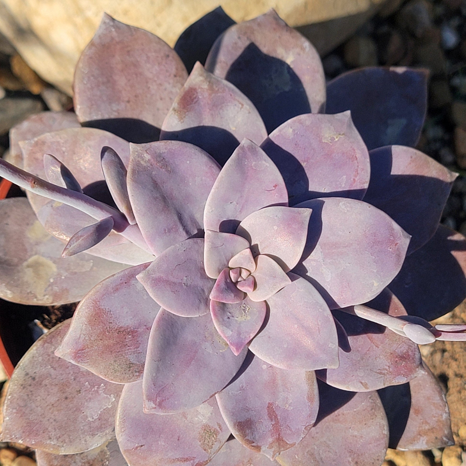pentandrum succulent Graptopetalum pentandrum subsp. superbum