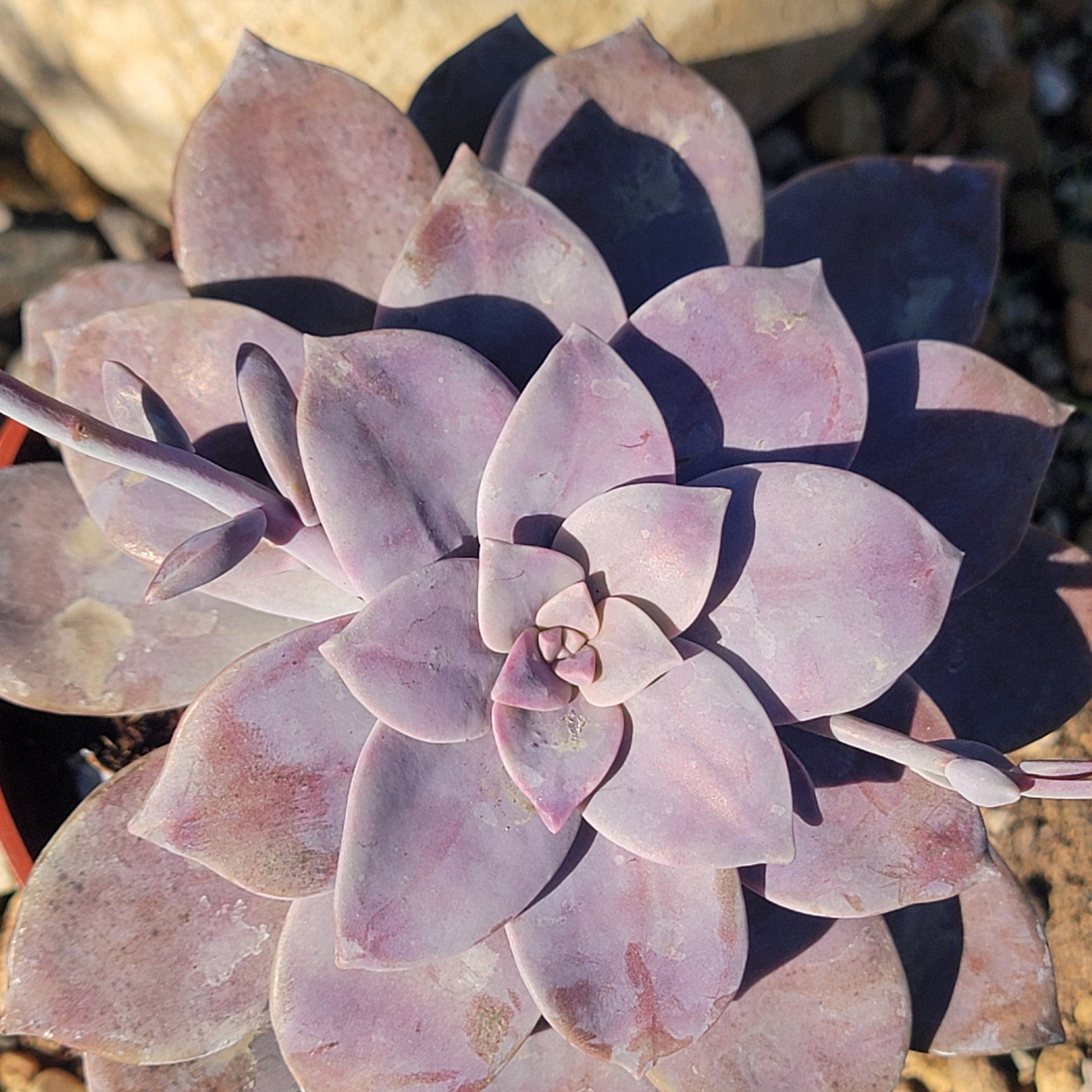 DesertScapeSucculent Succulent 4" Assorted Graptopetalum pentandrum subsp. superbum