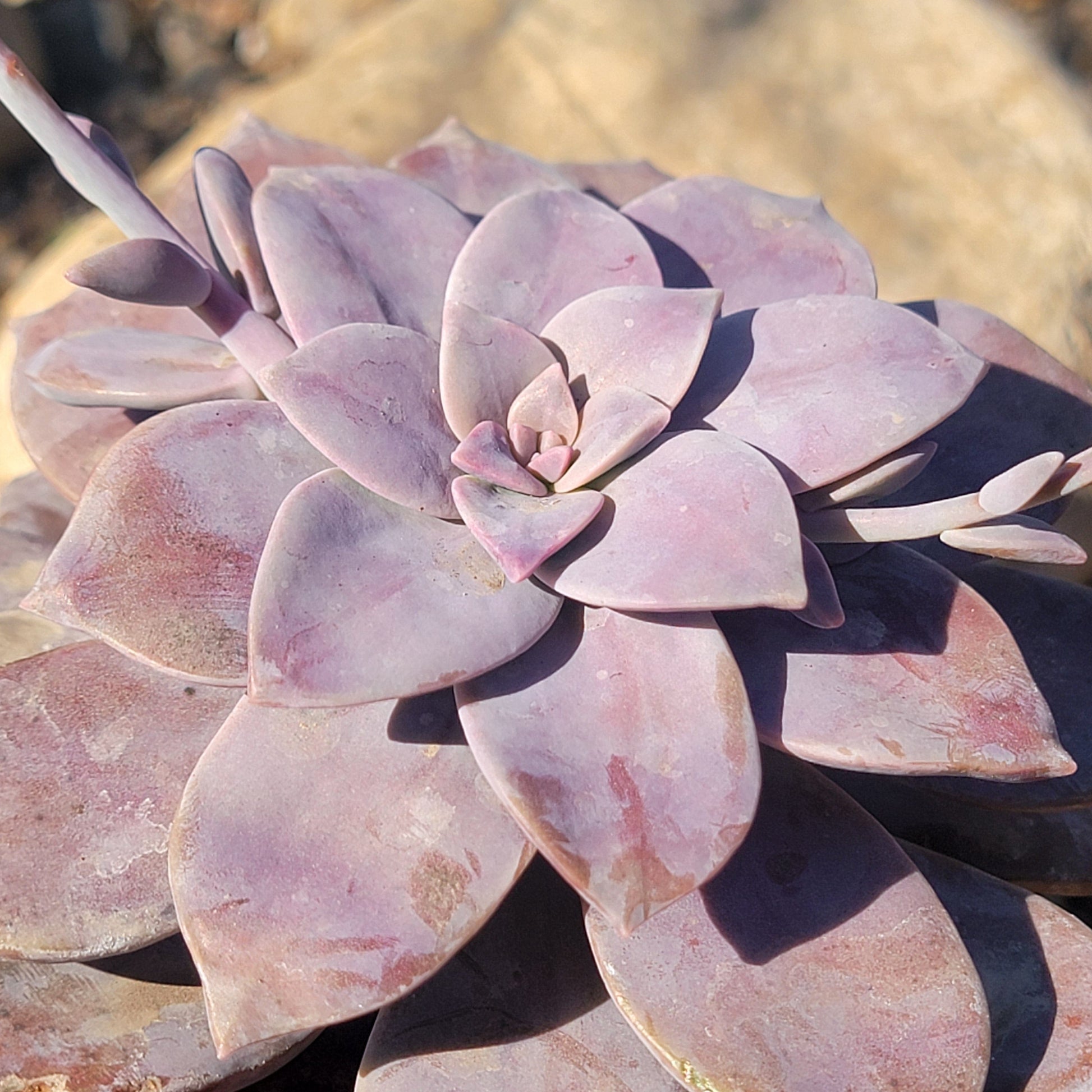 super bum succulent Graptopetalum pentandrum subsp. superbum
