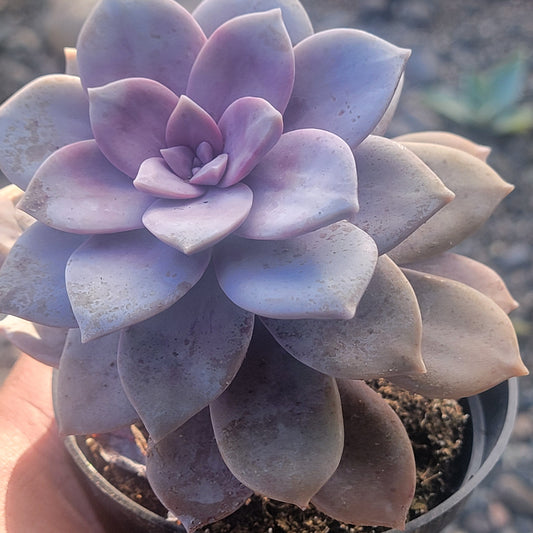 Graptopetalum pentandrum subsp. superbum