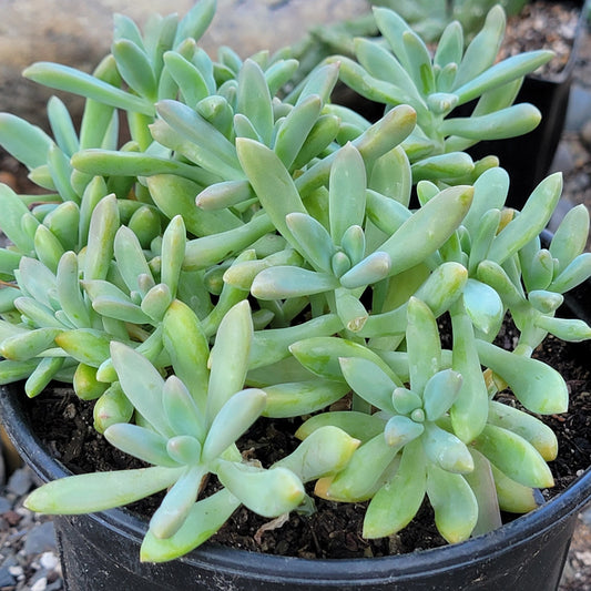 Graptopetalum 'fantasmas rosas'