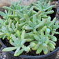 Graptopetalum 'Pink Ghosties' - 1 gal Assorted - Succulent - DesertScapeSucculent
