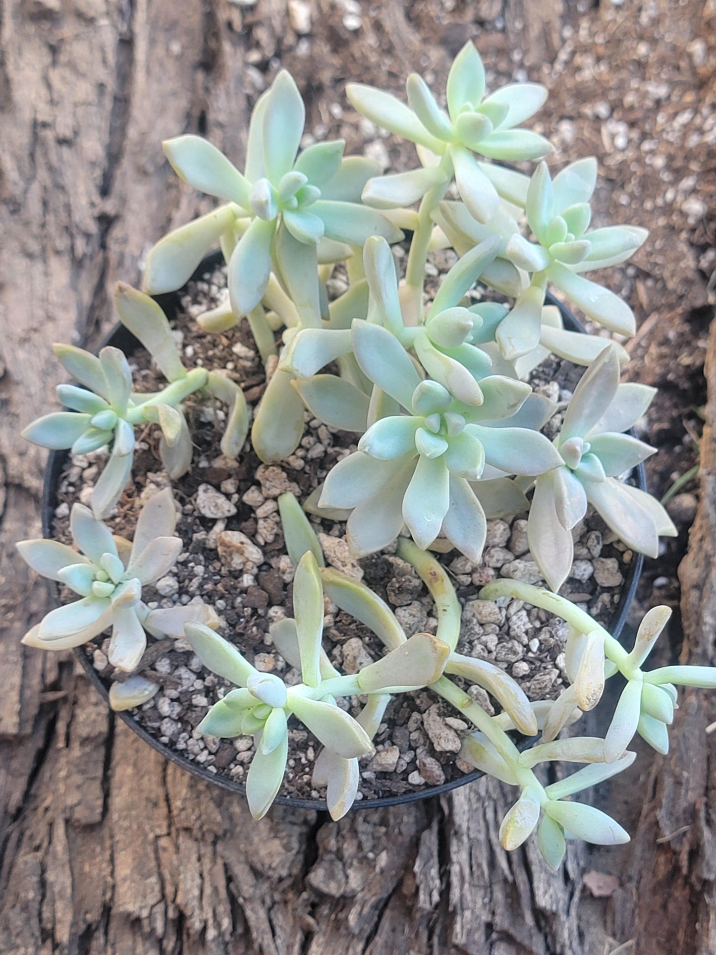 Graptopetalum 'Pink Ghosties' 'Ghost Plant' Mix