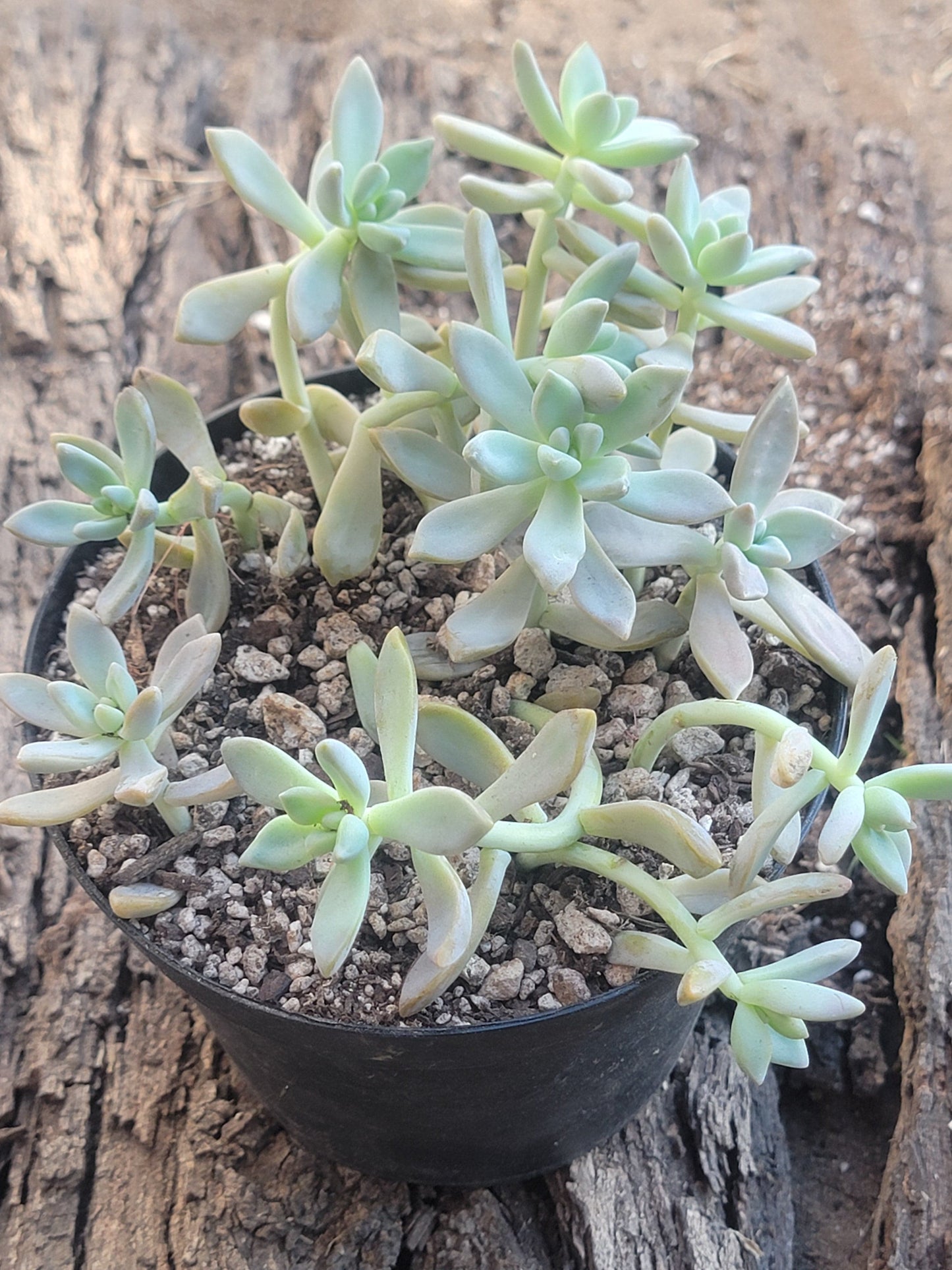 Graptopetalum 'Pink Ghosties' 'Ghost Plant' Mix