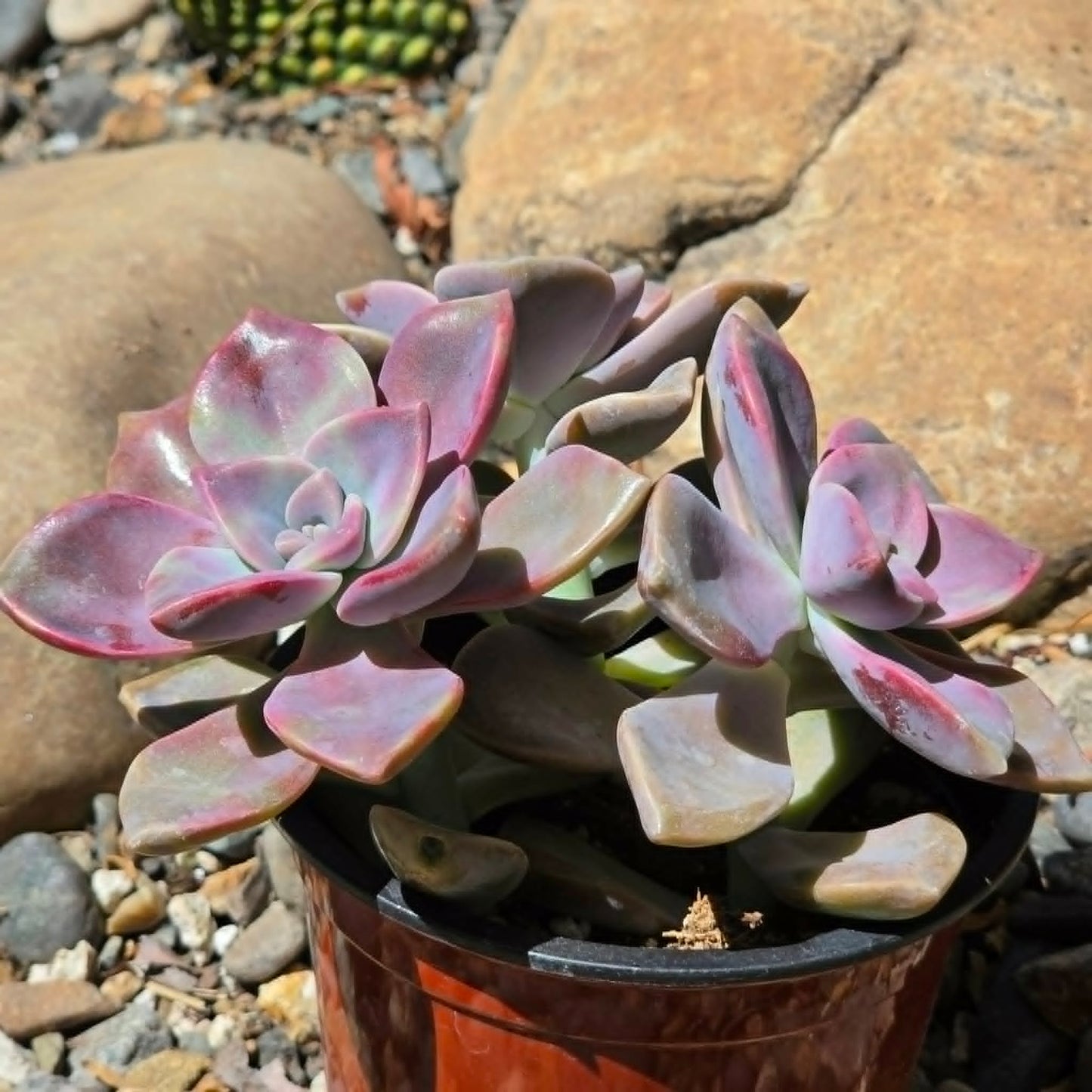 DesertScapeSucculent Succulent Graptopetalum 'Purple Delight'