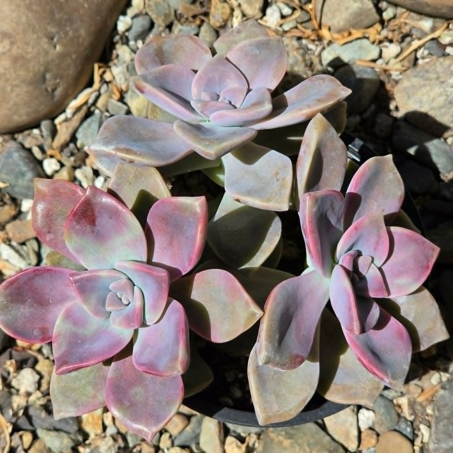 DesertScapeSucculent Succulent 4 Inch Graptopetalum 'Purple Delight'