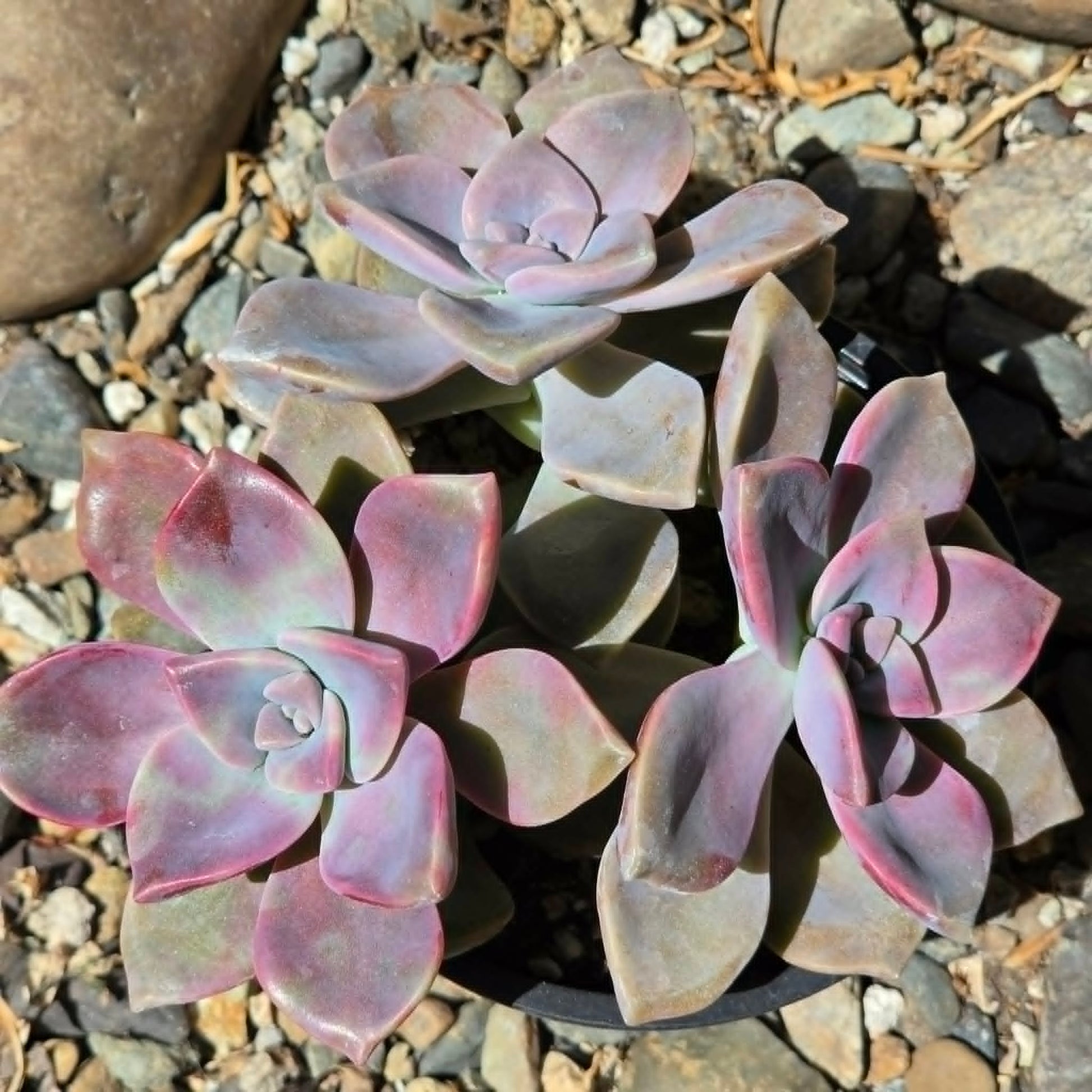 DesertScapeSucculent Succulent 4 Inch Graptopetalum 'Purple Delight'