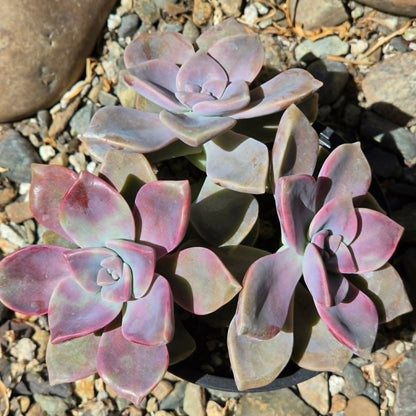 DesertScapeSucculent Succulent 4 Inch Graptopetalum 'Purple Delight'