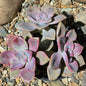 DesertScapeSucculent Succulent 4 Inch Graptopetalum 'Purple Delight'