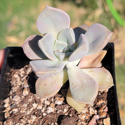 Graptopetalum 'Purple Delight'