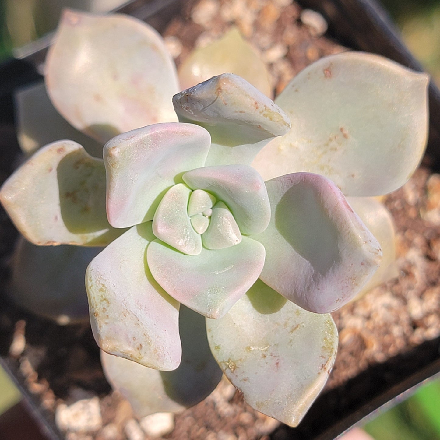 Graptopetalum 'Purple Delight'