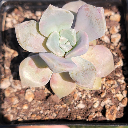 Graptopetalum 'Delicia Púrpura'