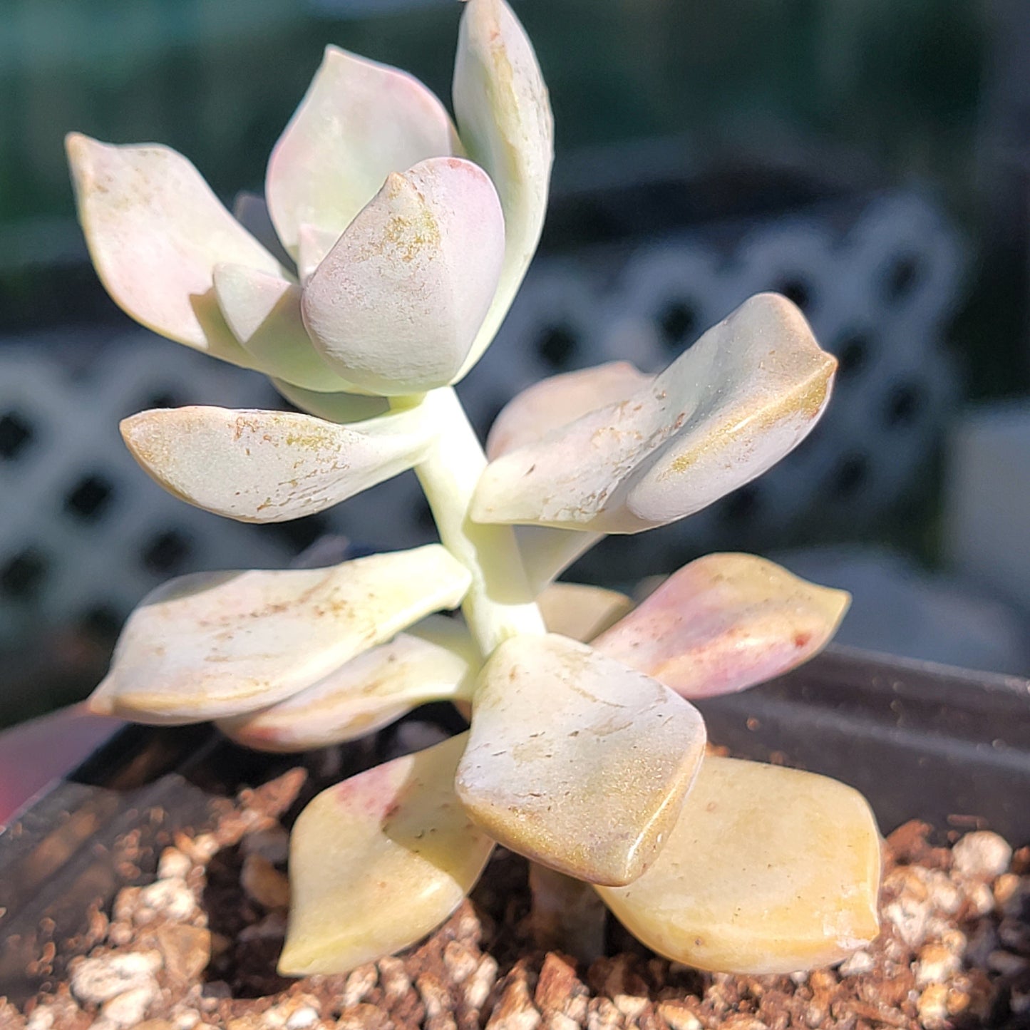 Graptopetalum 'Purple Delight'