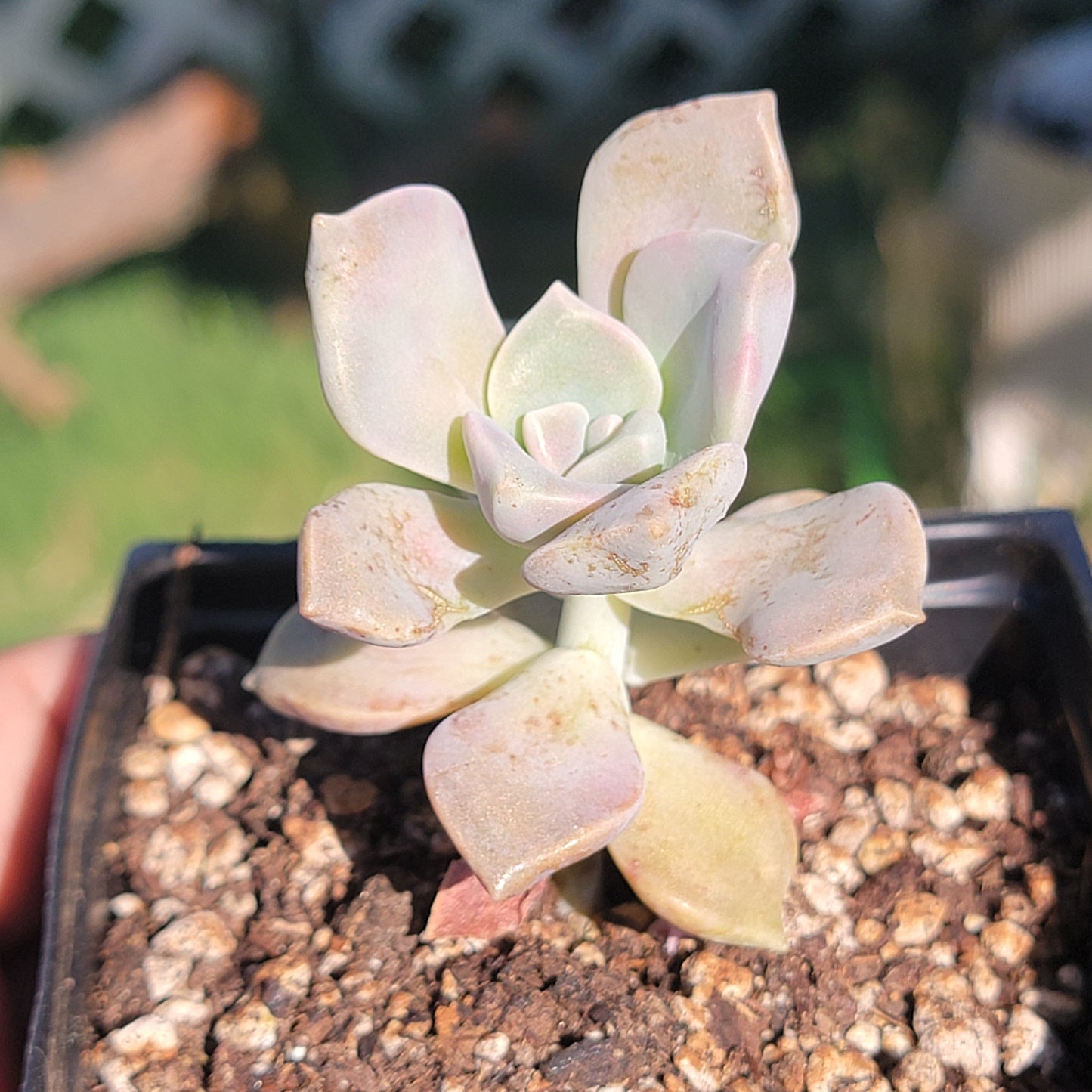 Graptopetalum 'Delicia Púrpura'