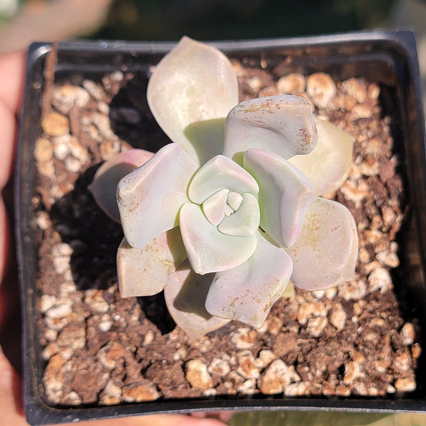 Graptopetalum 'Delicia Púrpura'