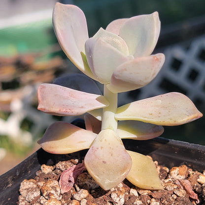 Graptopetalum 'Delicia Púrpura'