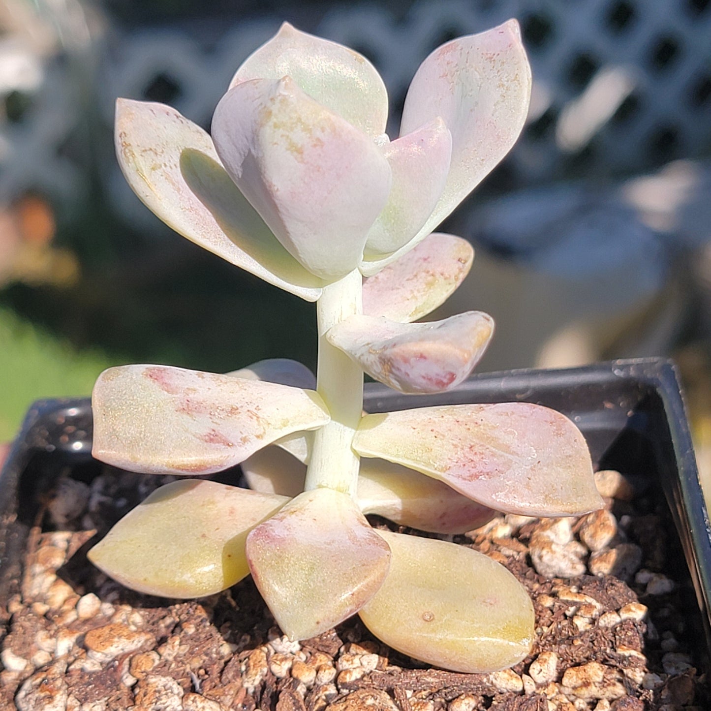 Graptopetalum 'Delicia Púrpura'