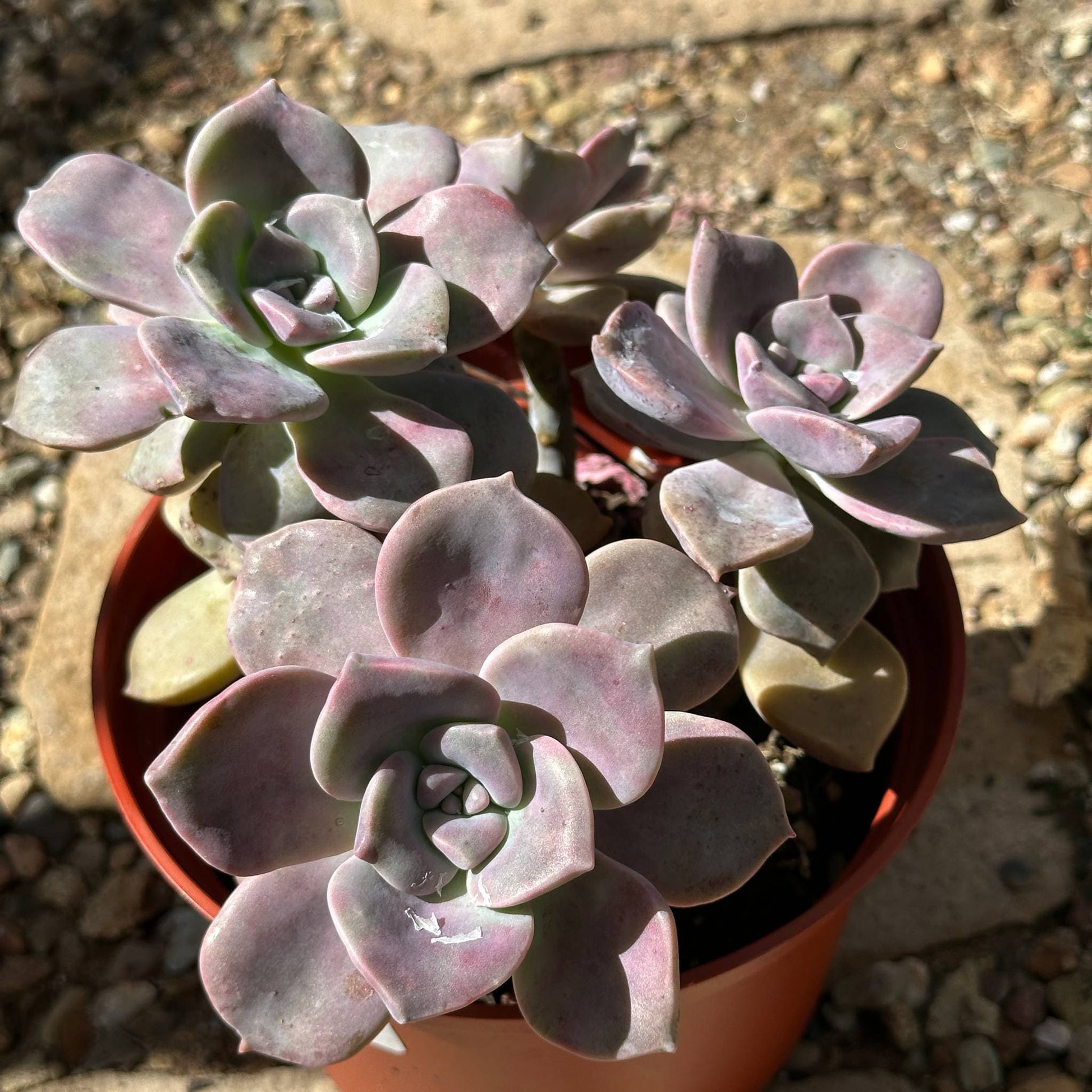 purple delight succulent Graptopetalum 'Purple Delight' – DesertScapeSucculent