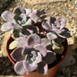 Graptopetalum 'Purple Delight' - 6 Inch Assorted - Succulent - DesertScapeSucculent