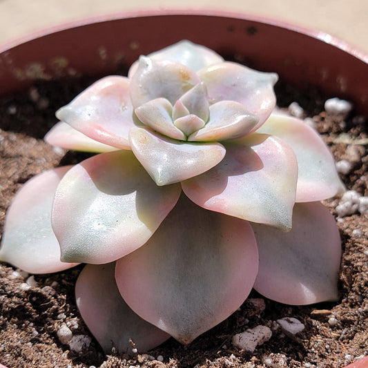 Graptopetalum 'Purple Delight' Variegated