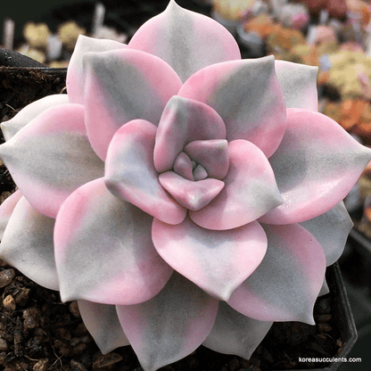 DesertScapeSucculent Succulent Single 3.5A Graptopetalum Purple Delight Variegated (Rare Korean Succulent)