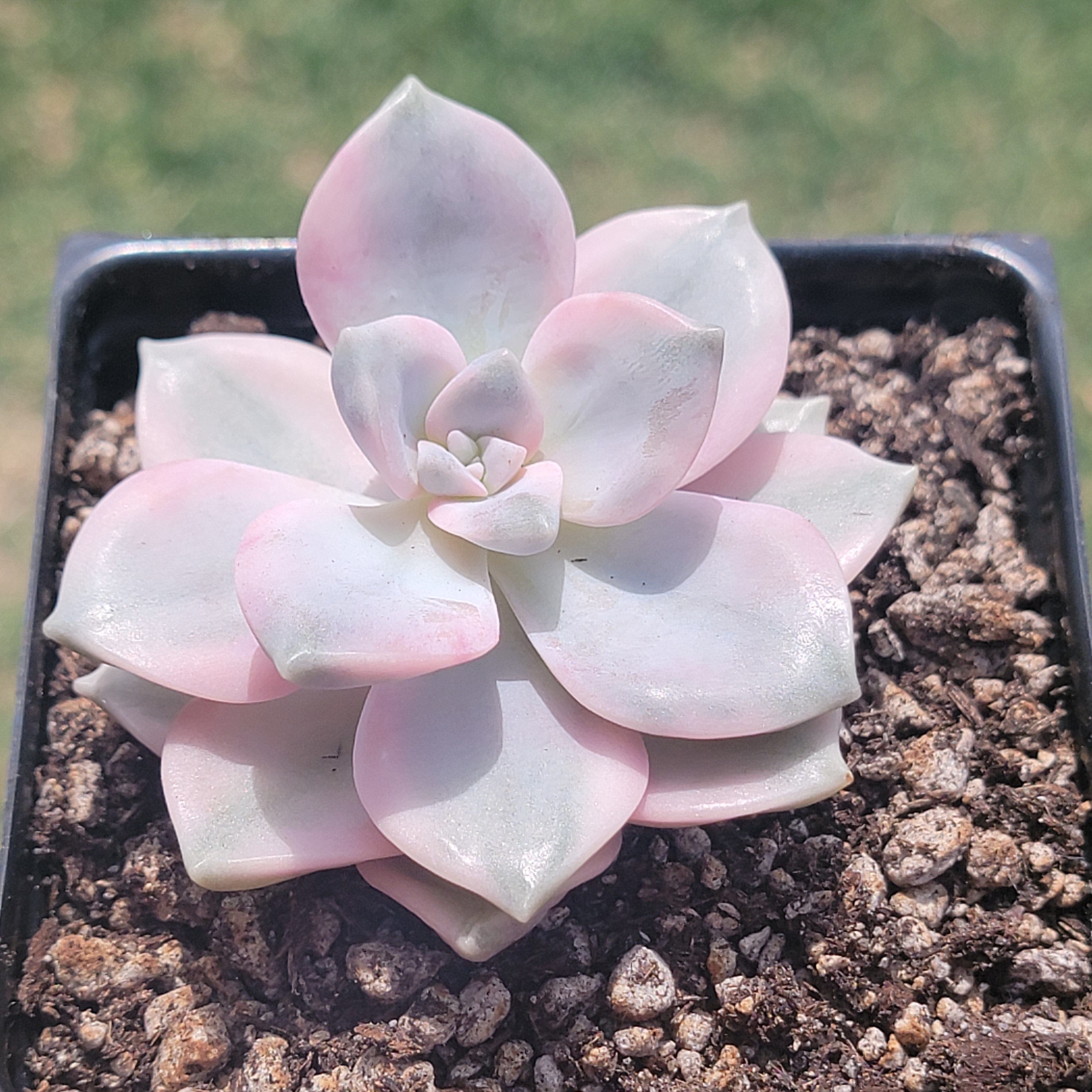 Graptopetalum Purple cheapest Delight Rare Succulent- Korean Import