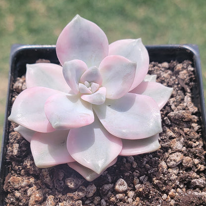 DesertScapeSucculent Succulent Single 3.5A Graptopetalum Purple Delight Variegated (Rare Korean Succulent)